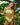 Kenny Flowers Watercolor Swim womens MIA solid melon bandeau bikini top with removable straps