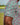 Dark Gray The Azaleas - Golf Shirt